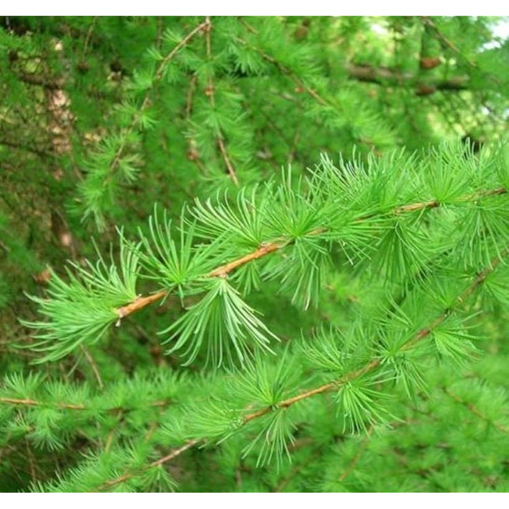 Grønne Larix Occidentalis plantefrø - Løvfældende træfrø 100 stk.