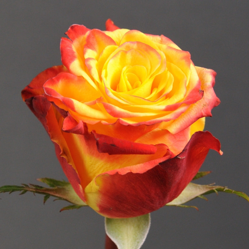 Yellow Red Rose Flower Seeds for Garden Planting - 100 pcs