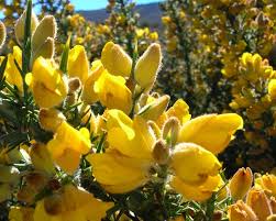 Gorse (Ulex Europaeus) Seeds for Planting – Heirloom, Non-GMO Flowering Shrub Seeds