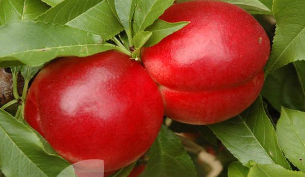 Red Nectarine Fruit Seeds - Grow Juicy and Sweet Nectarines at Home  100 pcs