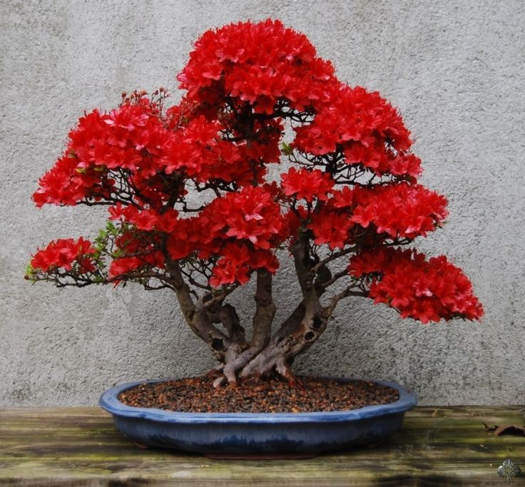 red flower bonsai tree Red Simsii Bonsai Flower Seeds – Heirloom Non-GMO Azalea Seeds for Planting