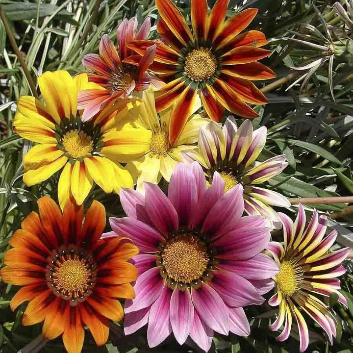 Fresh Gazania Flower Seeds for Planting, Mixed Colour 100 pcs