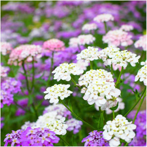 purple pink flower seeds