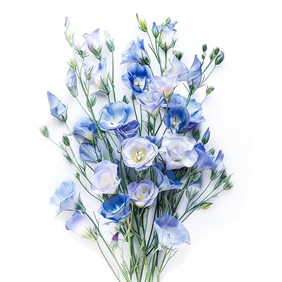 blue silk flower seeds