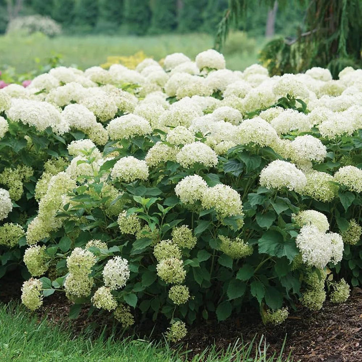 Grøn Blå Hortensia Blomsterfrø til udplantning, 100 stk