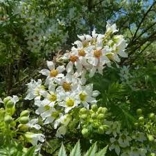 Yellowhorn Xanthoceras Sorbifolium Seeds for Planting – Heirloom, Non-GMO Flowering Tree Seeds