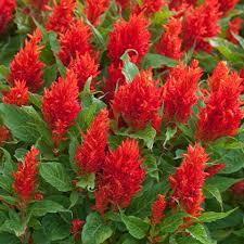 Celosia plumosa Flower Seeds for Planting