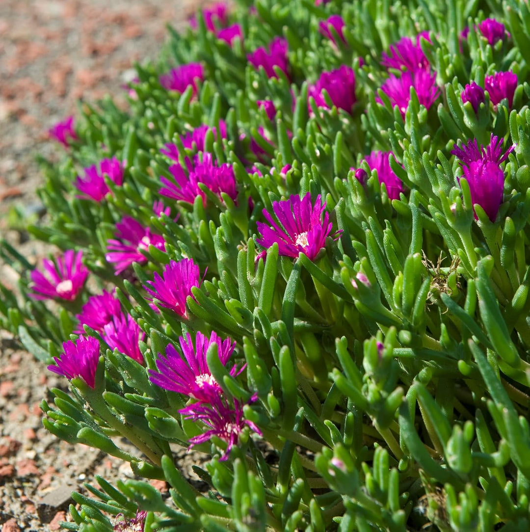 succulent with lavender like flowers Organic Heirloom Non-GMO Lavender Delosperma Seeds for Planting – Succ – Neeraseeds