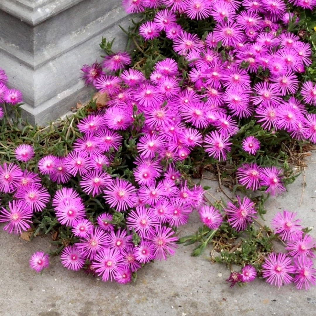 Organic Heirloom Non-GMO Lavender Delosperma Seeds for Planting – Succulent Blooms