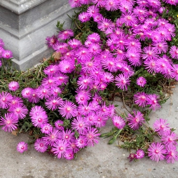 Organic Heirloom Non-GMO Lavender Delosperma Seeds for Planting – Succulent Blooms