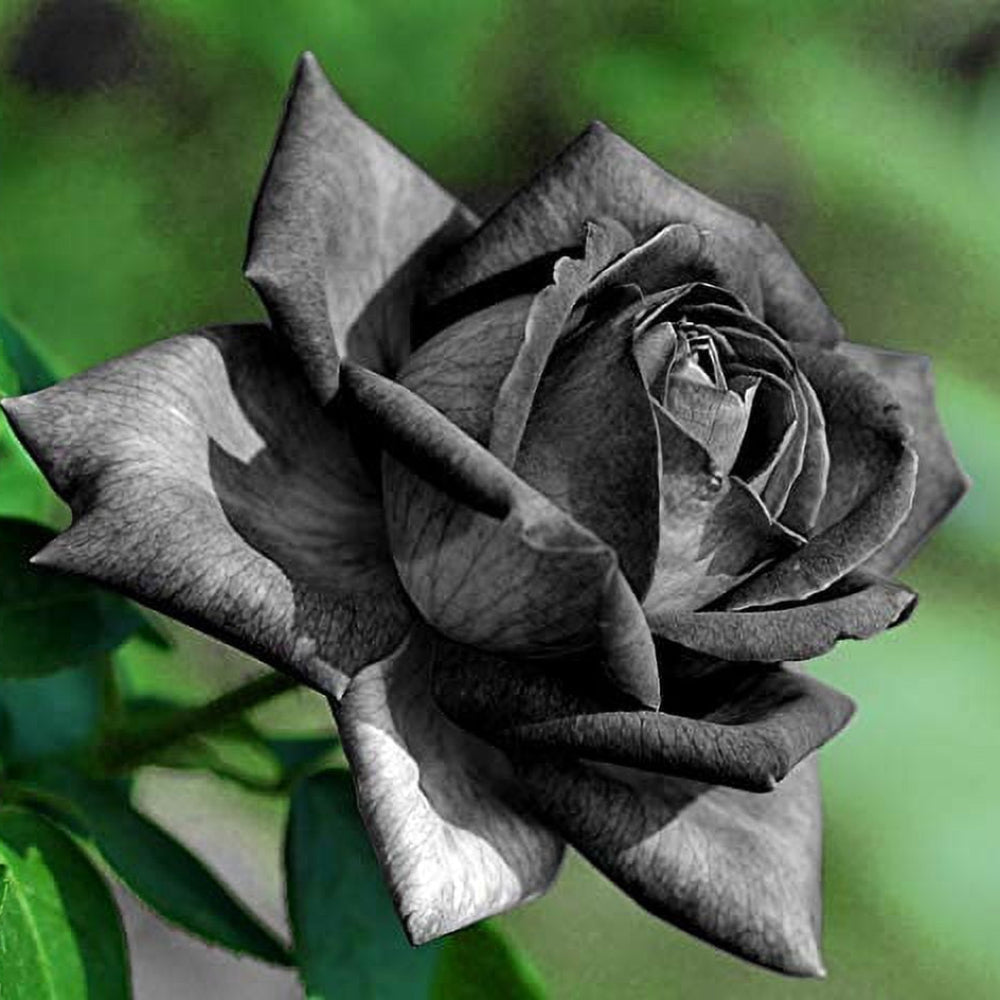 black rare flower seeds