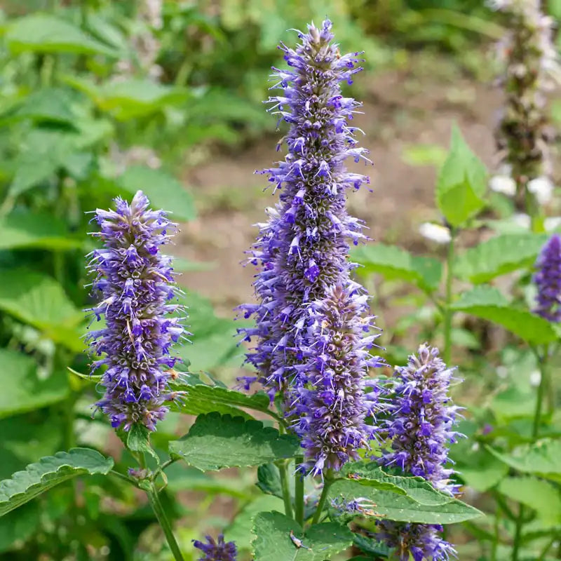 Violet Giant Hyssop Plant Seeds for Planting, 100 pcs