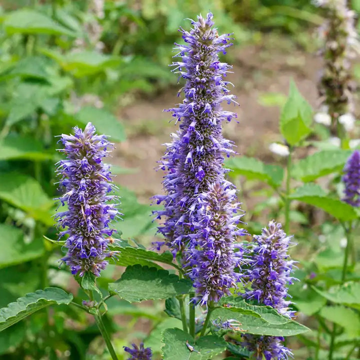 Violet Giant Hyssop Plant Seeds for Planting, 100 pcs