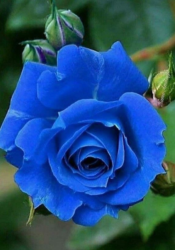 Blue Rose Flower Seeds 100 pcs