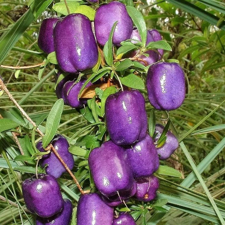 Purple Apple Berry Fruit Tree Seeds for Planting - Perfect for Decorative Gardening and Compact Spaces