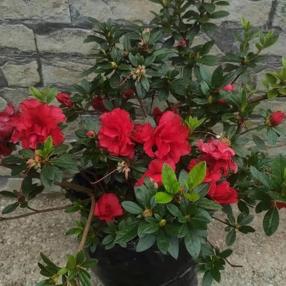red rododendro flower seeds