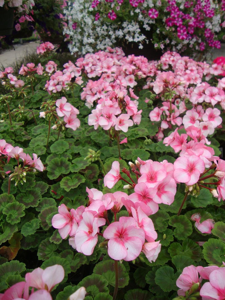 Fresh Geranium Flower Seeds for Planting, Light Pink 100 pcs