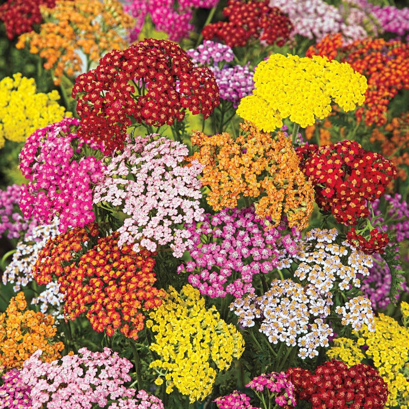 Yarrow Flower Seeds for Planting, Heirloom, Non-GMO, 100 pcs