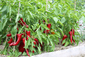 Sweet Chilli Pepper Seeds for Planting – Heirloom, Non-GMO, High Germination, Organic Garden Seeds