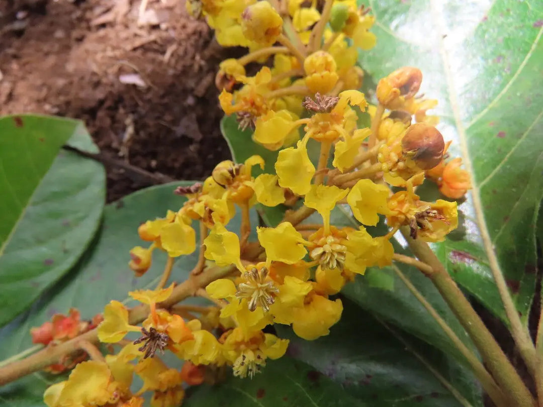 Byrsonima Crassifolia Flower Seeds for Planting – Heirloom, Non-GMO, High Germination Organic Garden Seeds