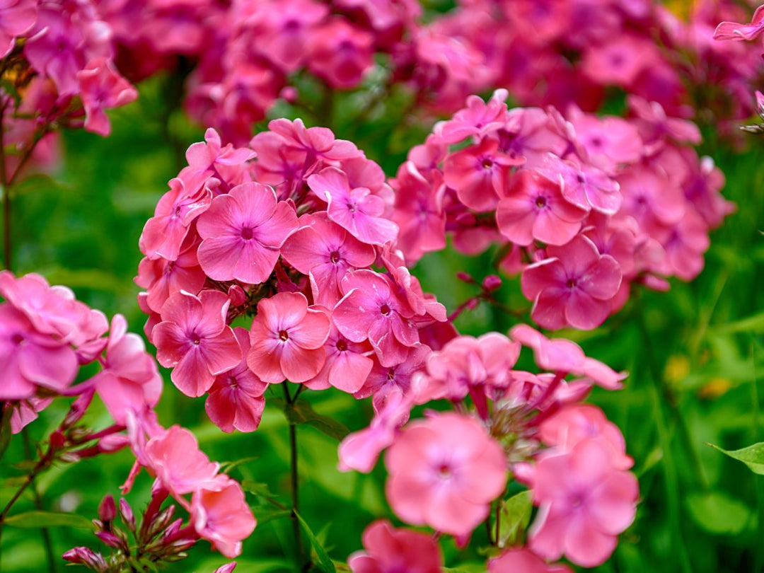 garden phlox flower seeds