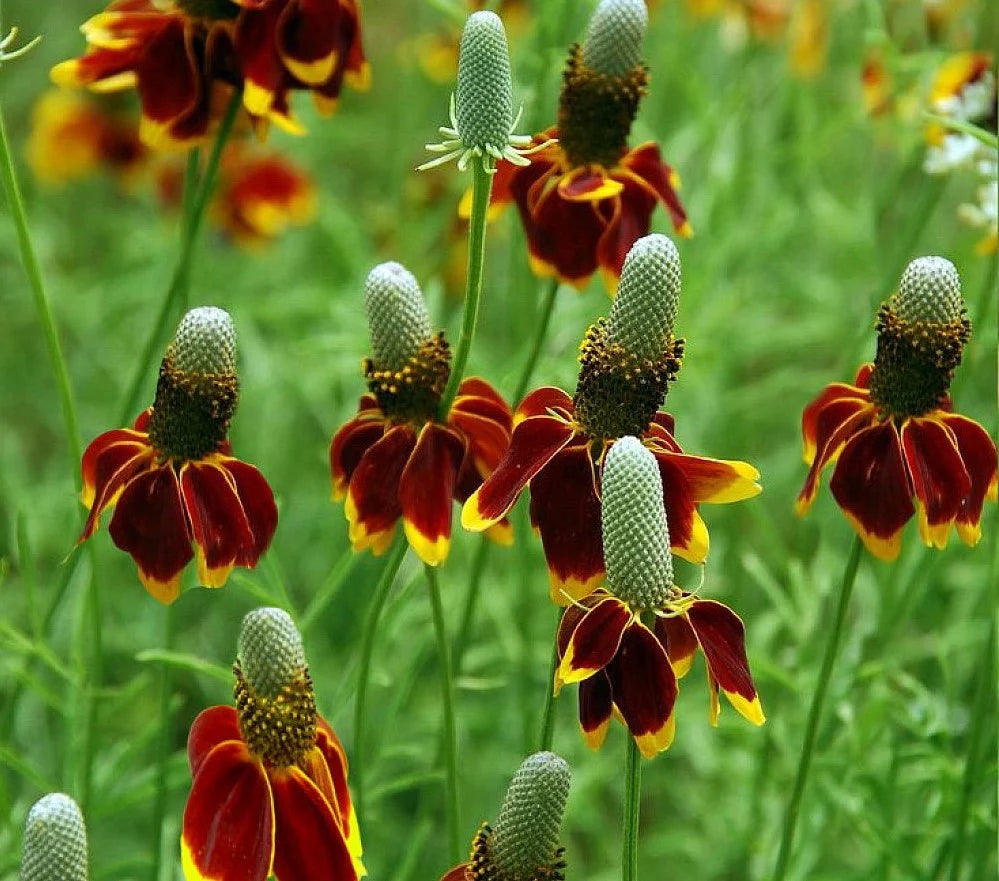 heirloom prairie flower seeds