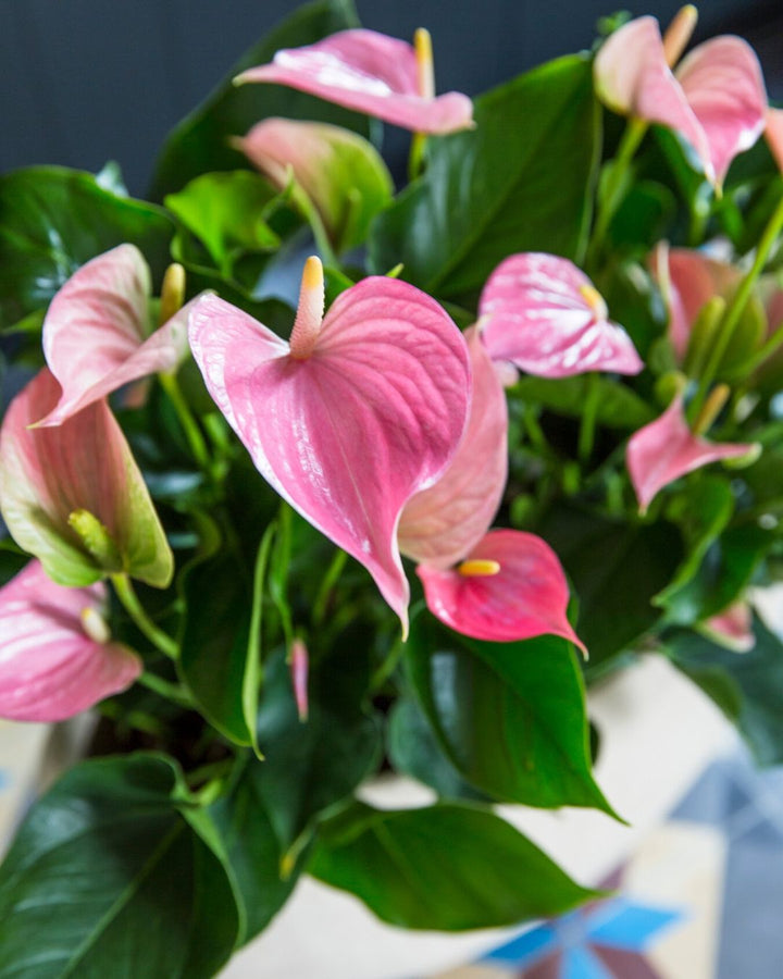 Anthurium Hvid Pink Blomsterfrø til Plantning 100 stk