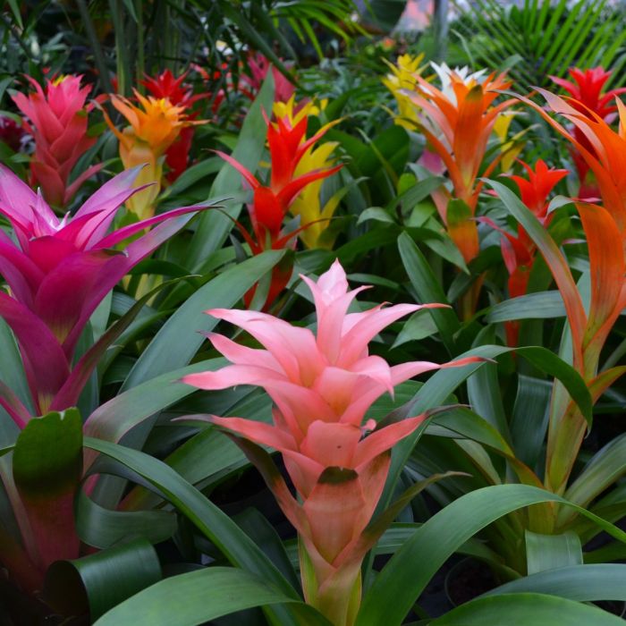 bromeliad bromeliaceae flower seeds