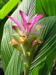 Curcuma Flower Seeds for Planting – Violet Blooms – Heirloom, Non-GMO, High Germination Tropical Garden Seeds