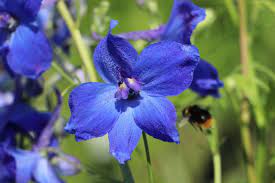 Delphinium belladonna Flower Seeds for Planting – Heirloom &amp; Non-GMO Spikes of Blue Blooms for Cottage Gardens &amp; Cut Flower Beds