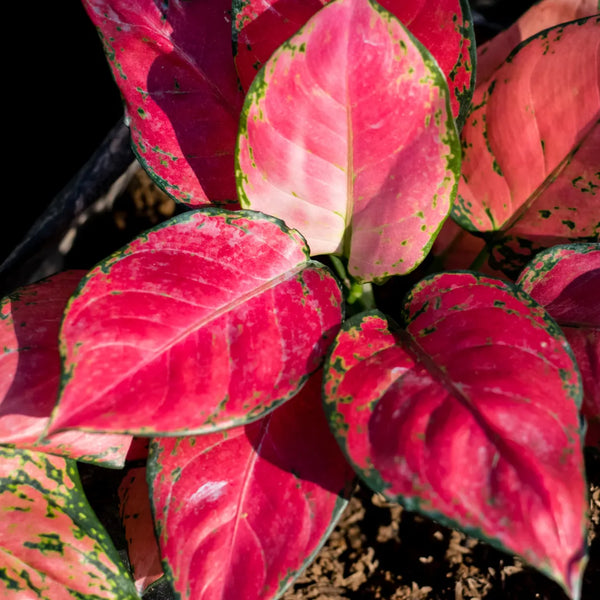 growing aglaonema from seed Organic Heirloom Non-GMO Aglaonema Seeds for Planting – Healthy Vibrant Indoor Plants