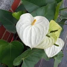 White Anthurium Andraeanum Flower Seeds for Planting – Heirloom, Non-GMO, High Germination Tropical Garden Blooms