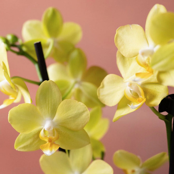 Organic Yellow Phalaenopsis Orchid Flower Seeds for Planting – Heirloom, Non-GMO