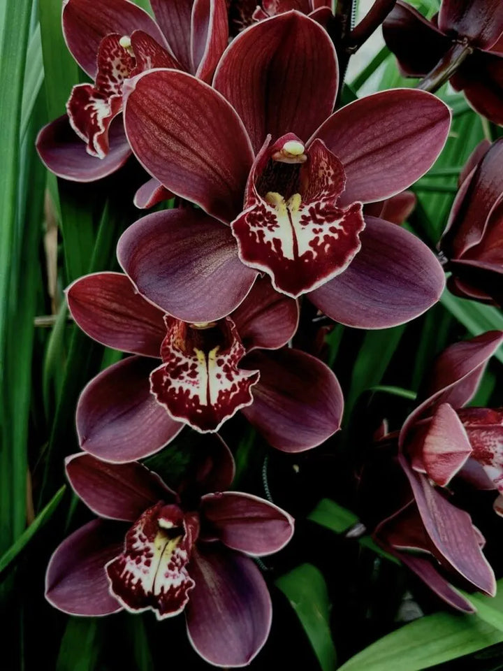 Cymbidium Orchid Seeds – Heirloom, Non-GMO, High Germination Organic Garden Seeds for Planting Rare Flowering Orchids