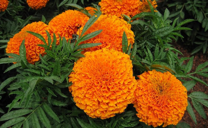 Orange Carnation Flower Seeds for Planting – Heirloom Non-GMO High Germination Organic Garden Seeds