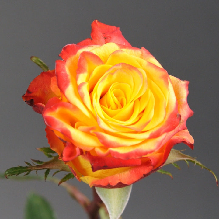 Yellow Red Rose Flower Seeds for Garden Planting - 100 pcs