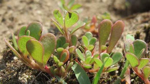 portulak for flower seeds