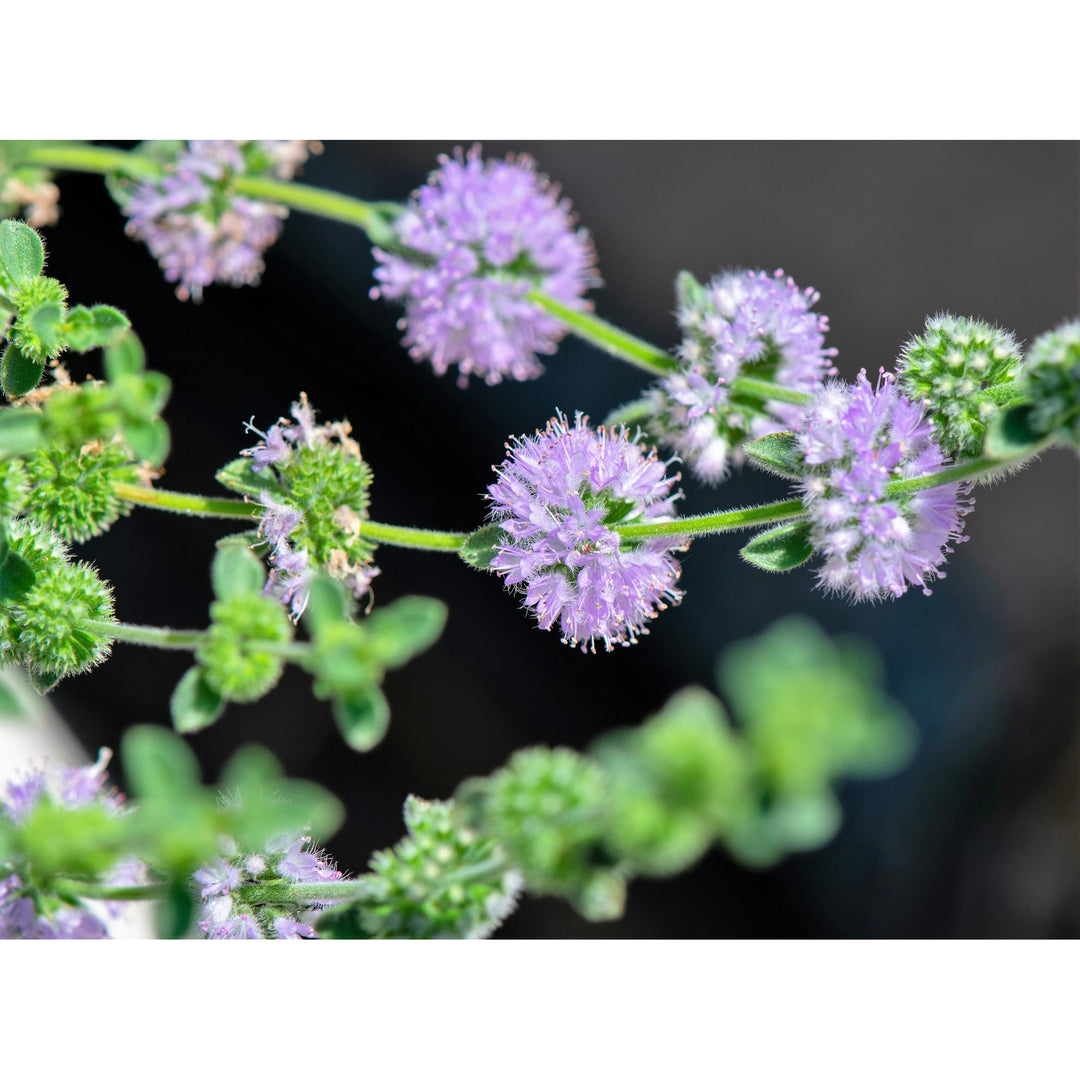 Violet Pennyroyal Flower Seeds for Planting - 100 pcs