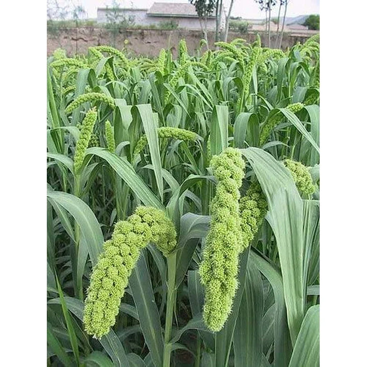 Foxtail Millet Seeds for Planting – Heirloom German Millet Seeds, High Yield, Non-GMO Ancient Grain for Home & Farm Use