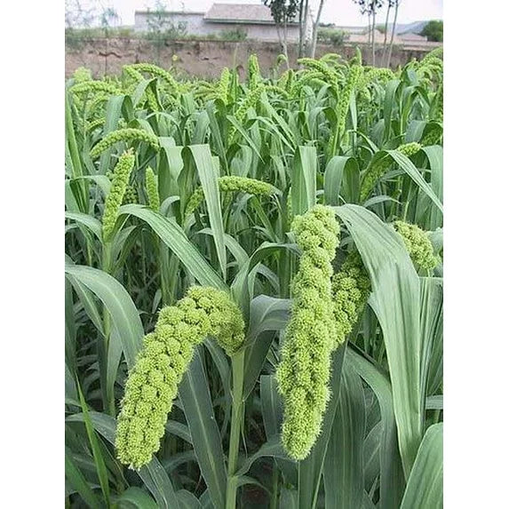 Foxtail Millet Seeds for Planting – Heirloom German Millet Seeds, High Yield, Non-GMO Ancient Grain for Home & Farm Use