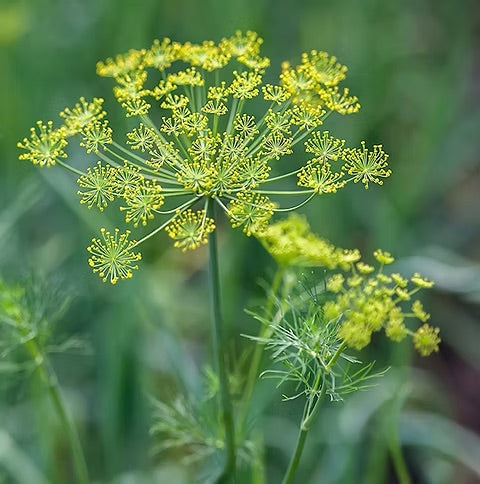 Bouquet Dill Herb Seeds for Planting – Heirloom, Non-GMO, High Germination Organic Garden Seeds for Culinary & Cut Flower Gardens