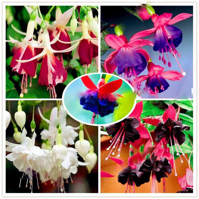 Multi-Colour Fuchsia Flower Seeds for Planting 100 pcs