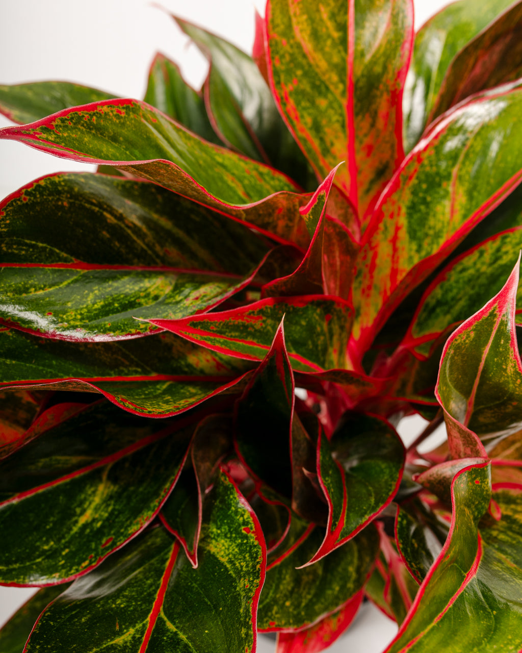 Aglaonema Flower Seeds for Planting, Healthy and Vibrant, 100 pcs