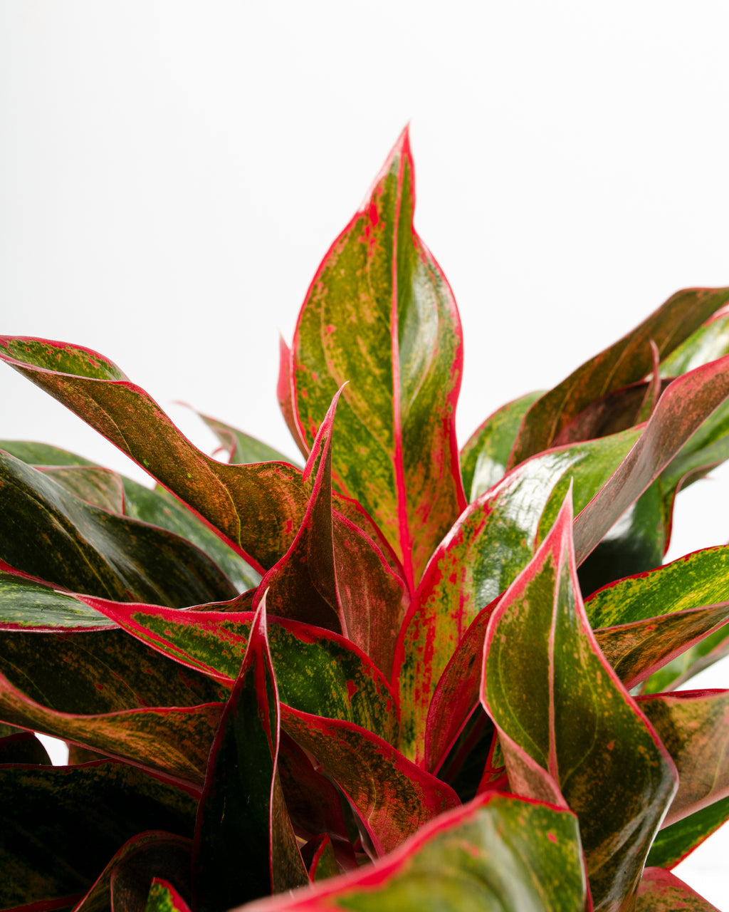 Aglaonema Flower Seeds for Planting, Healthy and Vibrant, 100 pcs