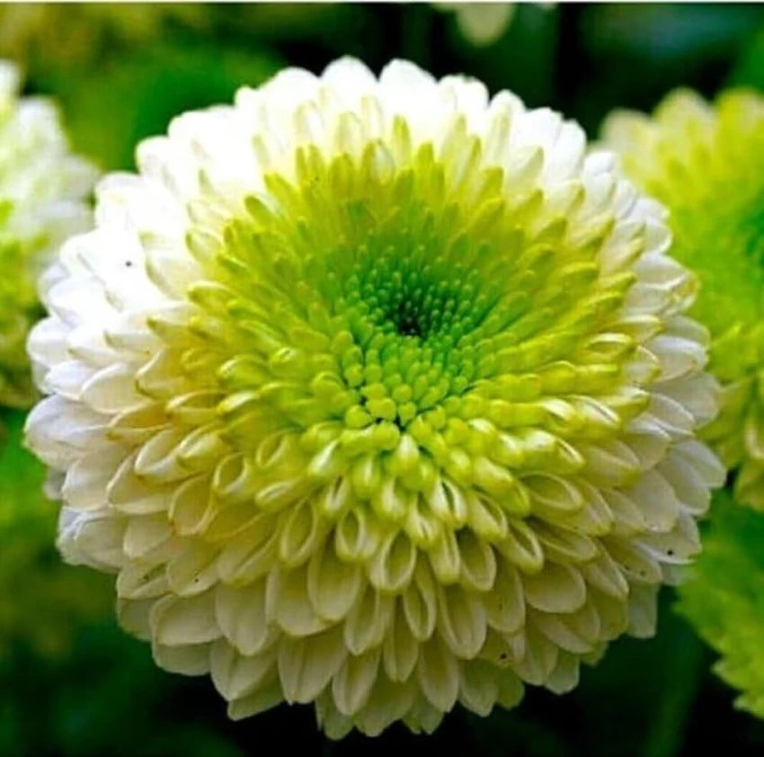 Green White Chrysanthemum Flower Seeds for Planting – 100 pcs