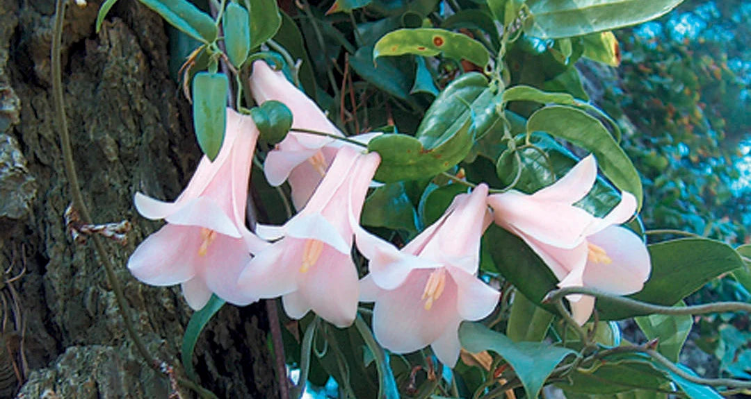 Heirloom Non-GMO Chilean Bell Flower Seeds for Planting – Rare Climbing Blooms, High Germination Organic Seeds