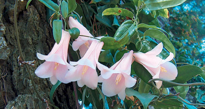 Heirloom Non-GMO Chilean Bell Flower Seeds for Planting – Rare Climbing Blooms, High Germination Organic Seeds