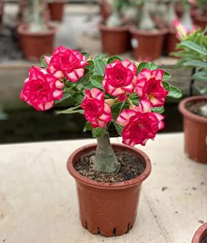 Adenium Obesum Flower Seeds for Planting, Burgundy, 100 pcs