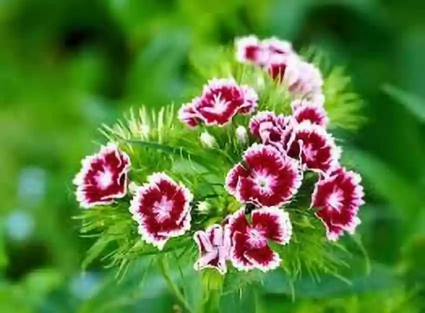 Dianthus Røde Hvide Blomsterfrø til Plantning - 100 stk