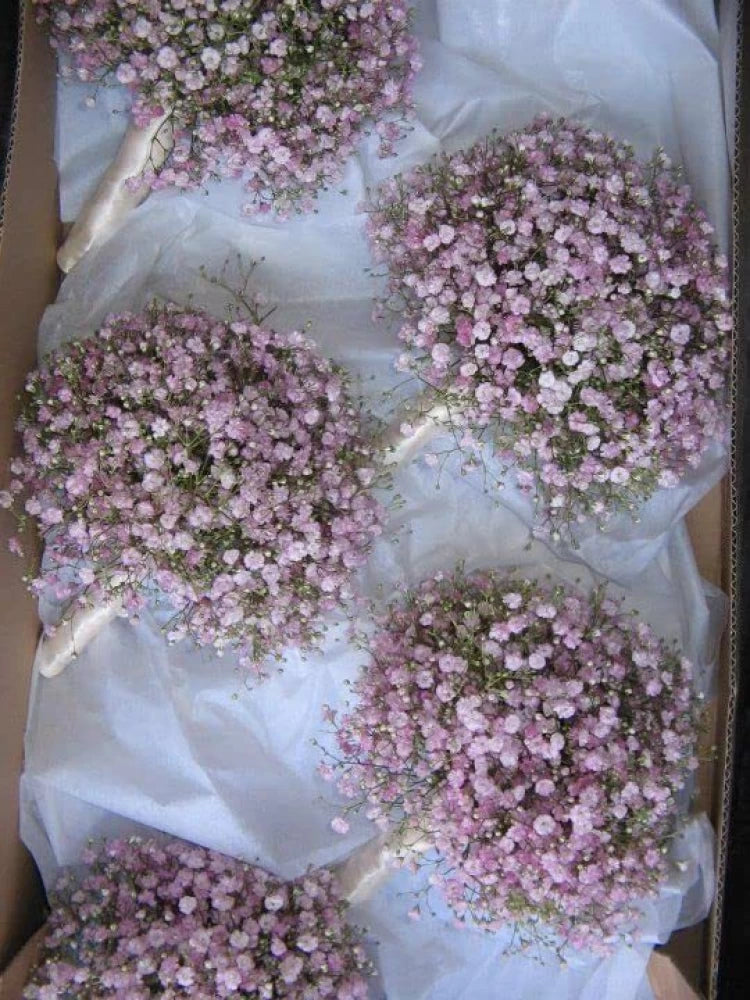 Gypsophila Flower Seeds for Planting - Light Purple 100 pcs